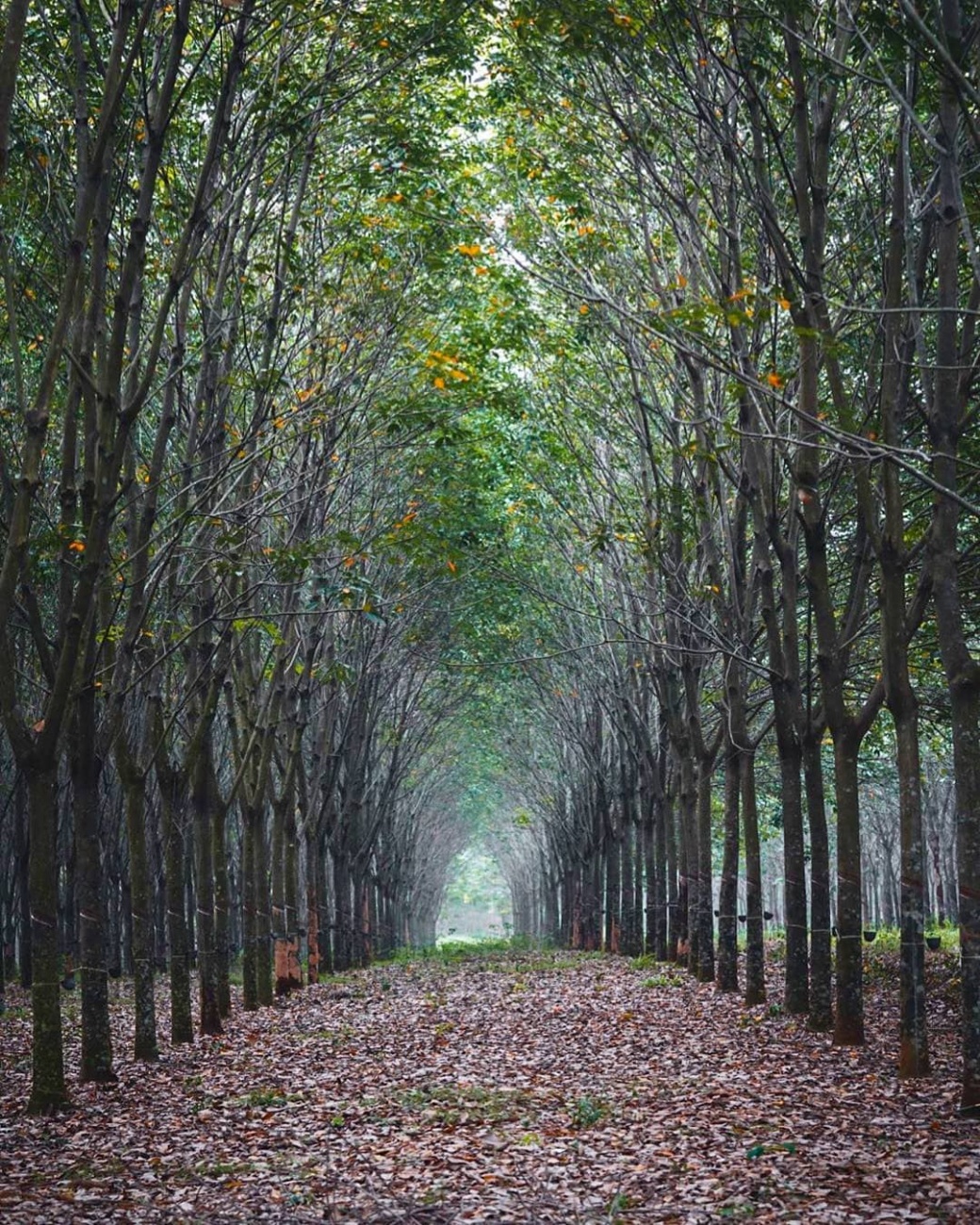 Autum from Kalijati