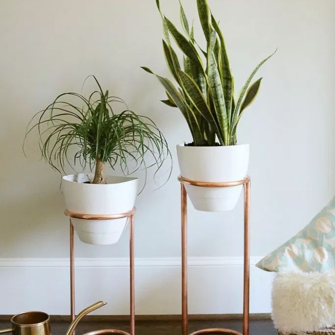 bedroom plants
