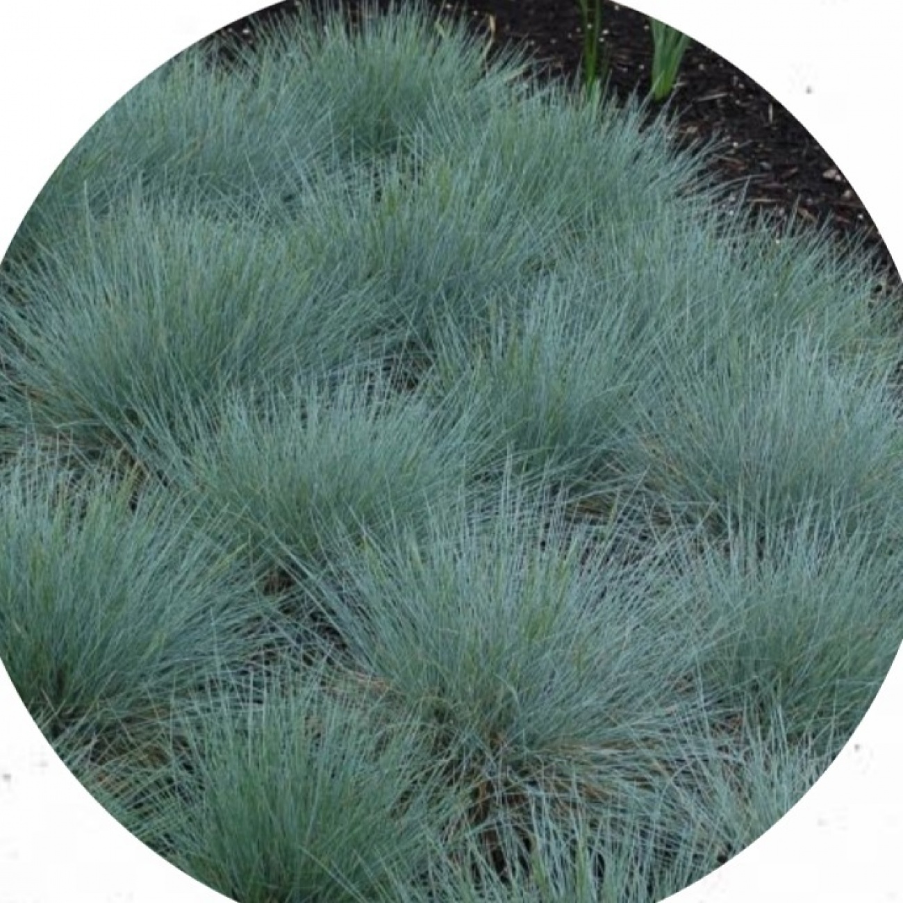 Blauw schapengras