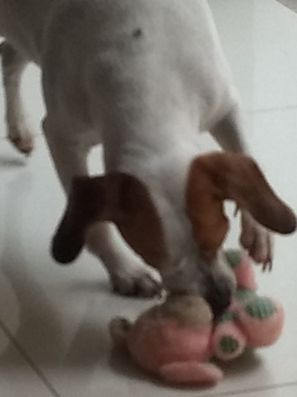 Brisa