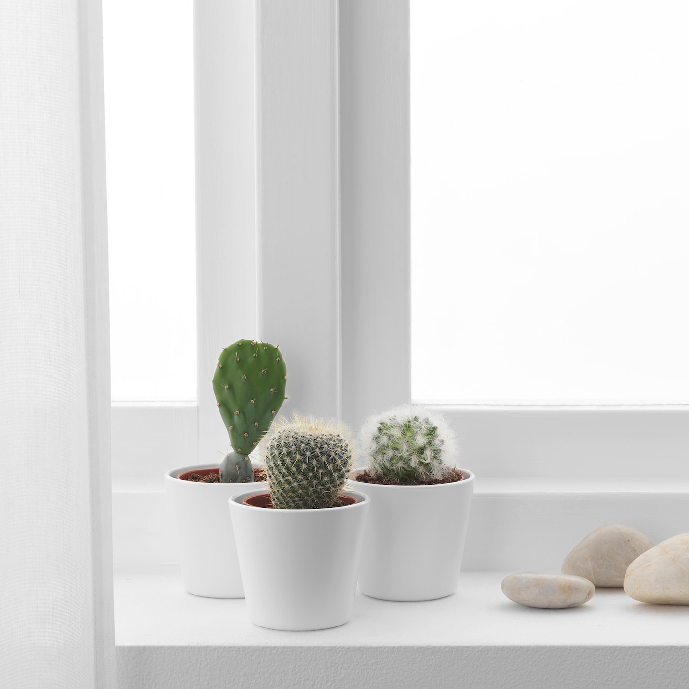 cacti
