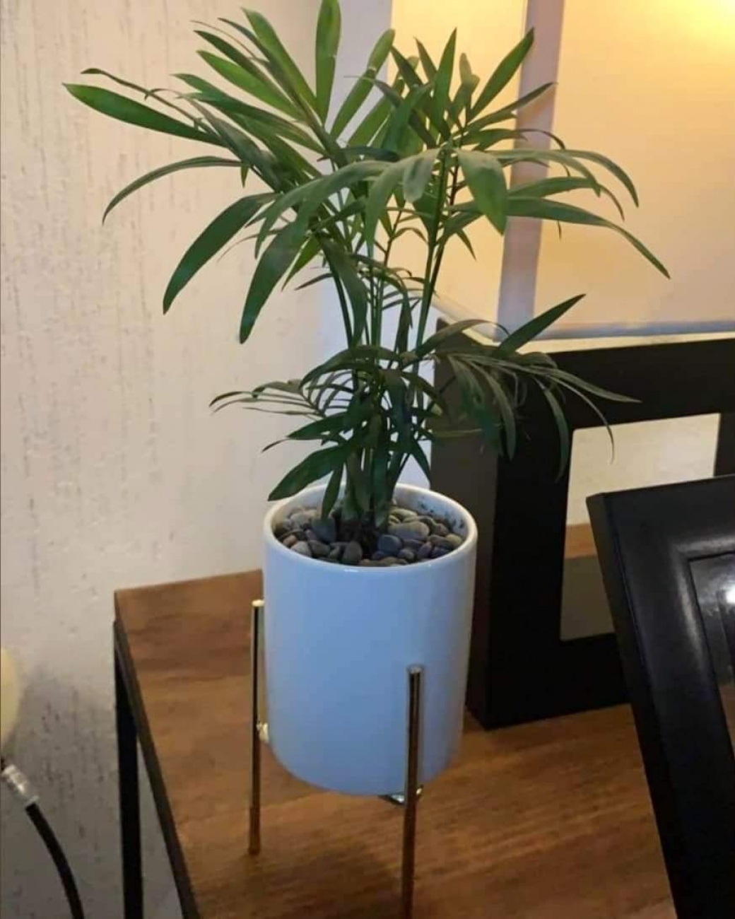 Camedor