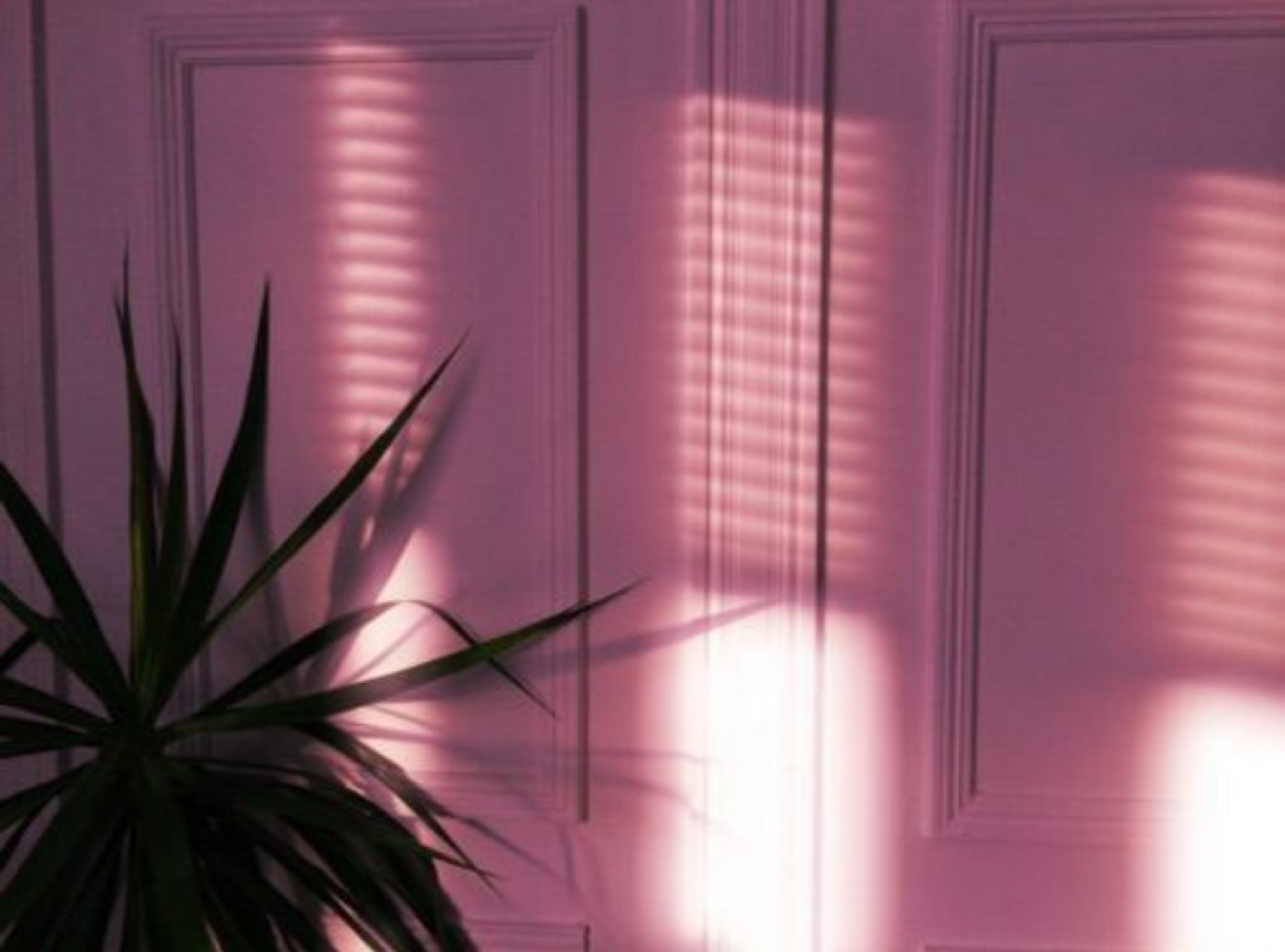 Dusty Rose palm tree