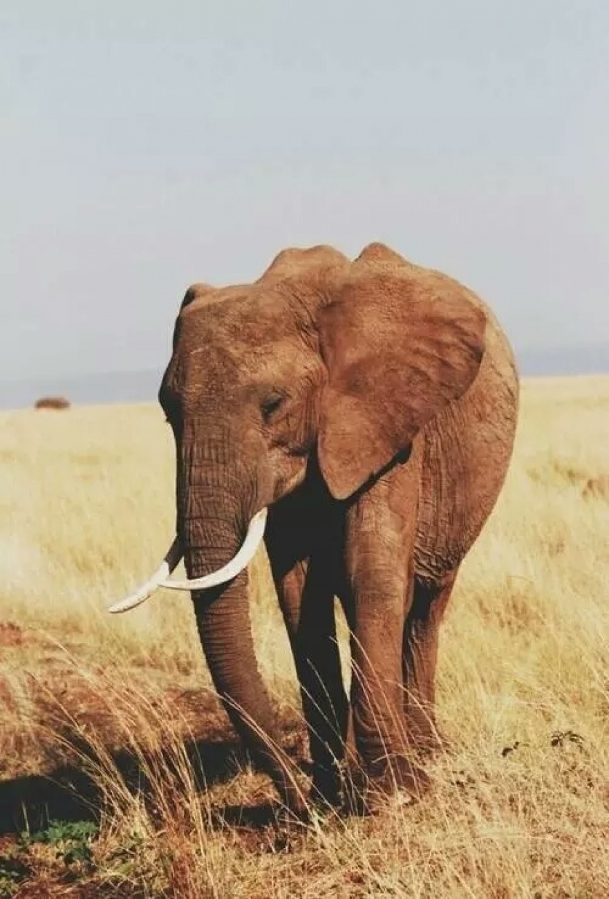 Eliphant