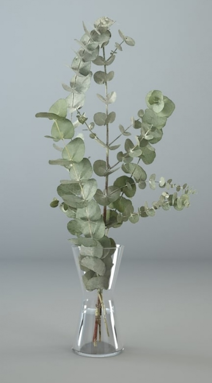 Eucalyptus and vase