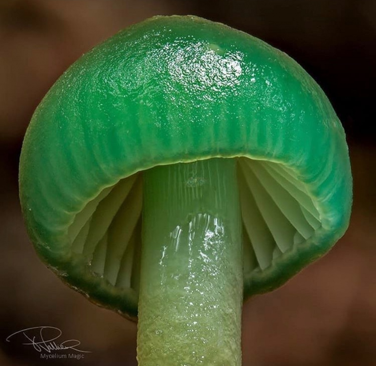 F