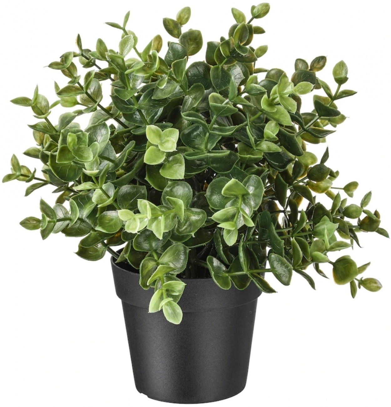Fejka Oregano