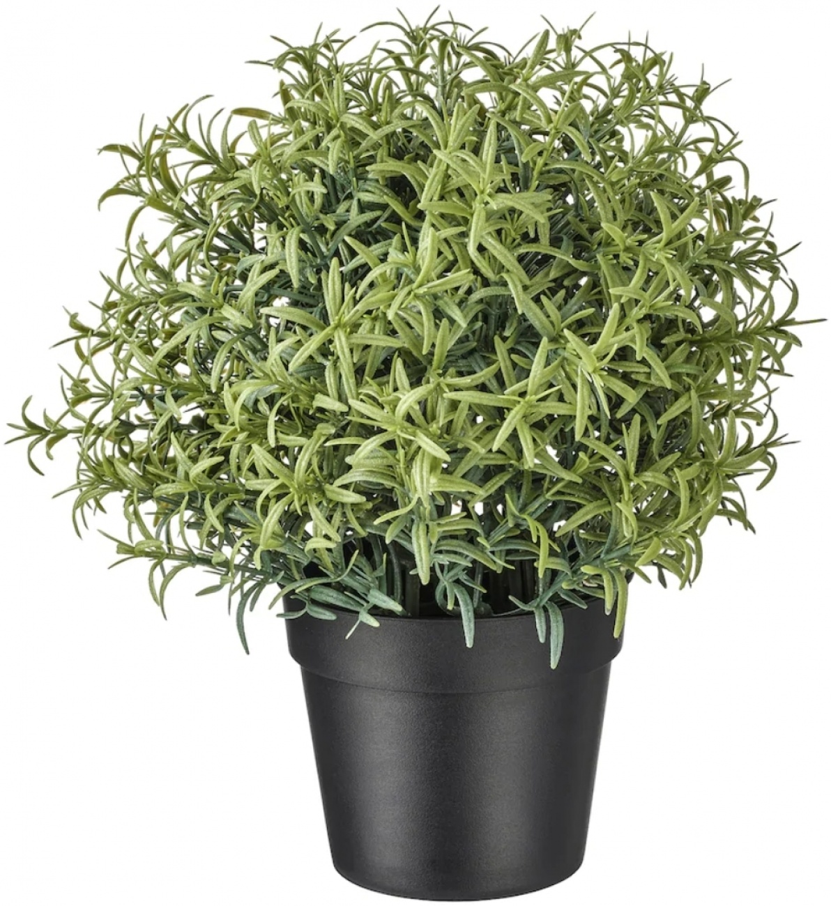 Fejka Rosemary