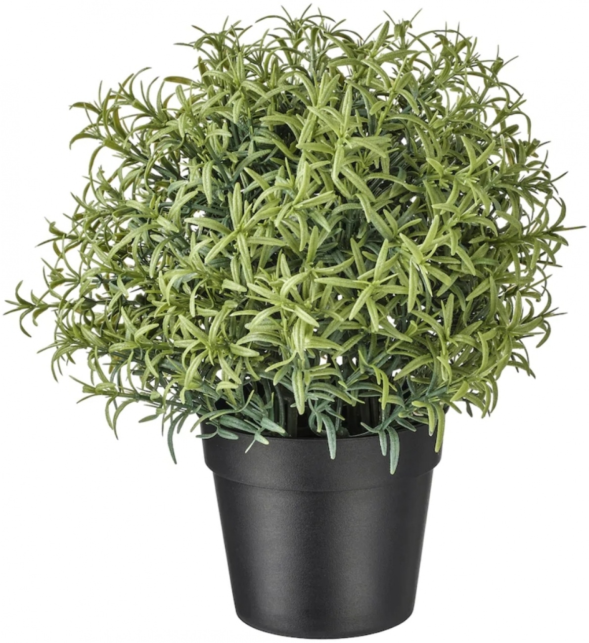 Fejka Rosemary
