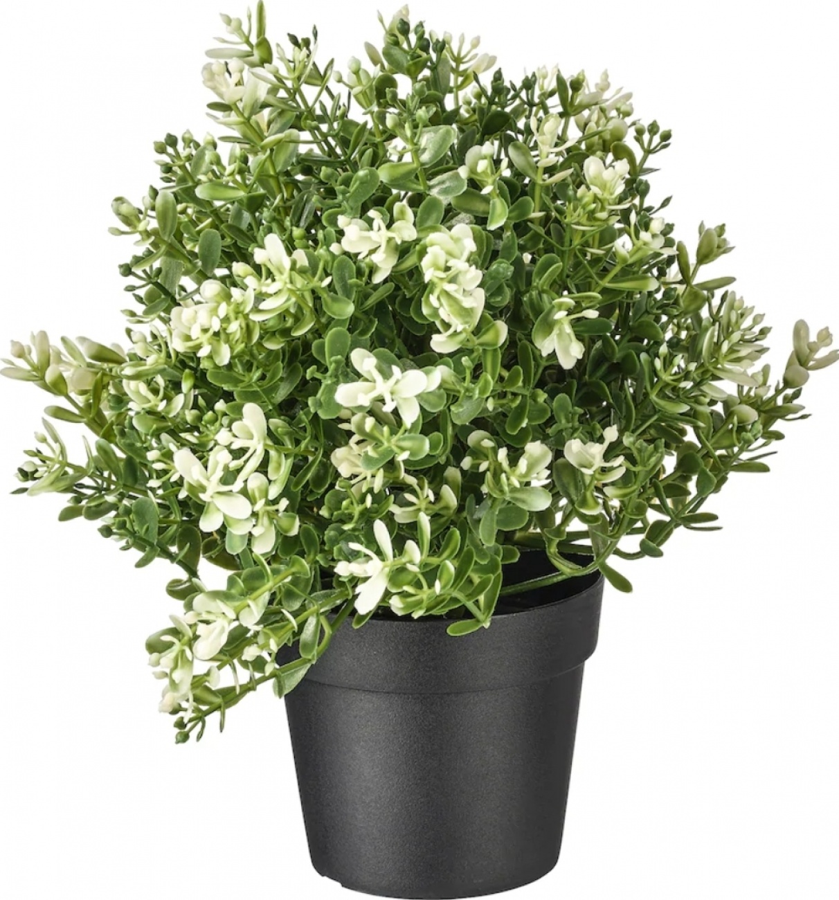 Fejka Thyme