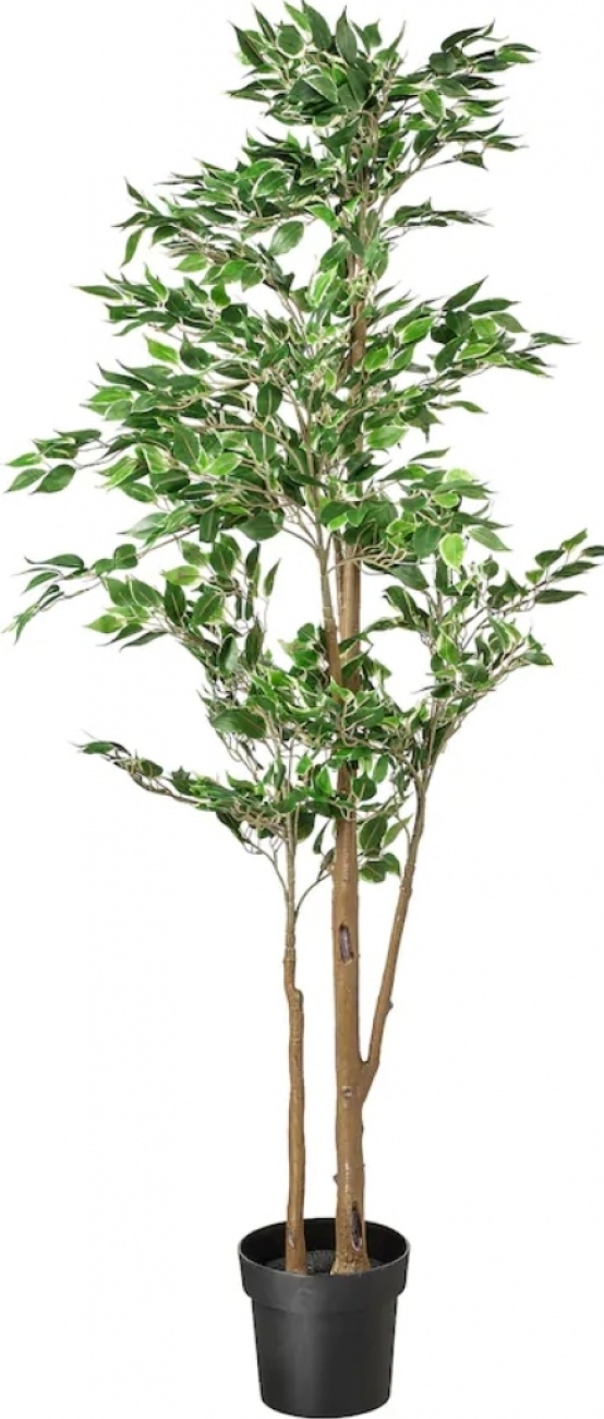 Fejka Weeping Fig