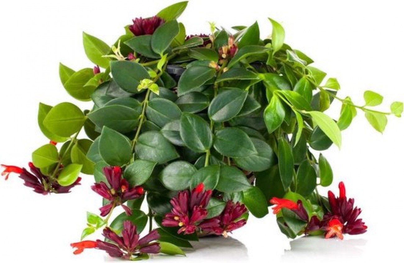 Hangplant
