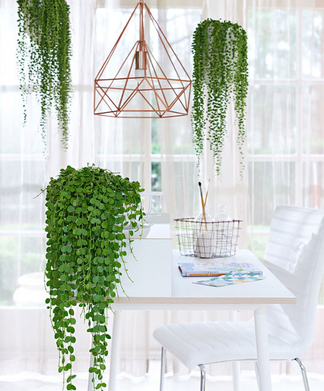 Hangplant