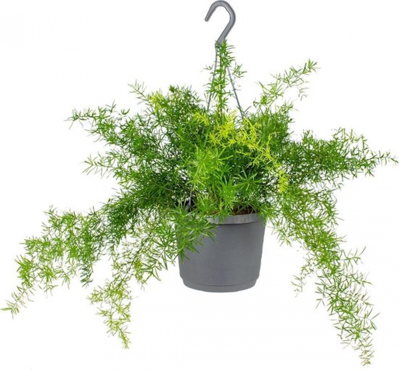 Hangplant