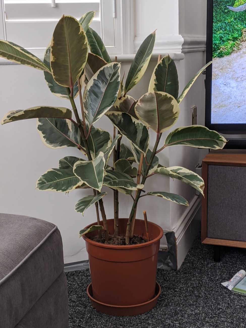 Houseplant 
