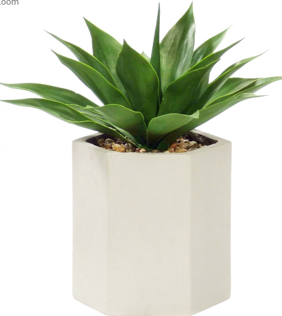 Island plant