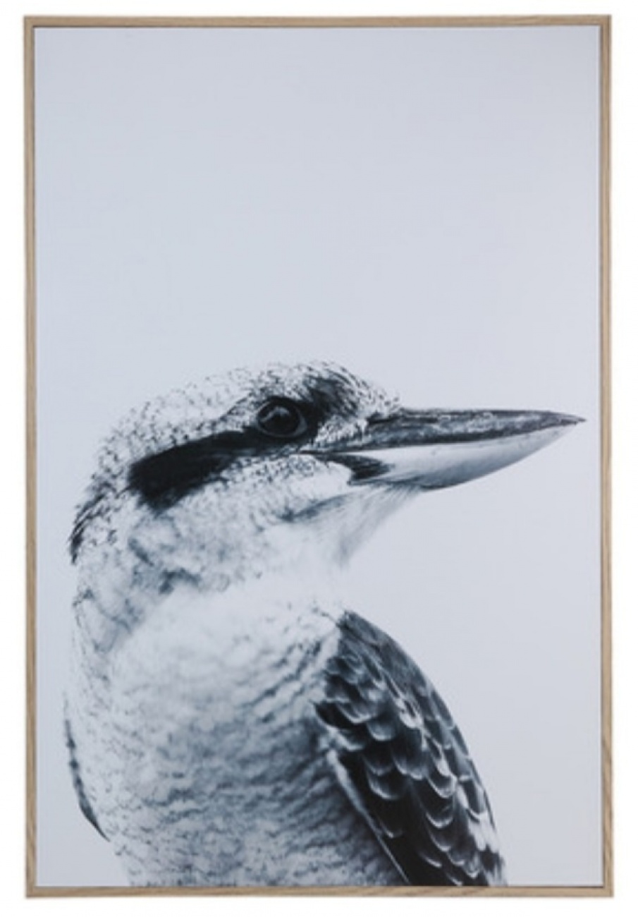 Kmart Kookaburra Print
