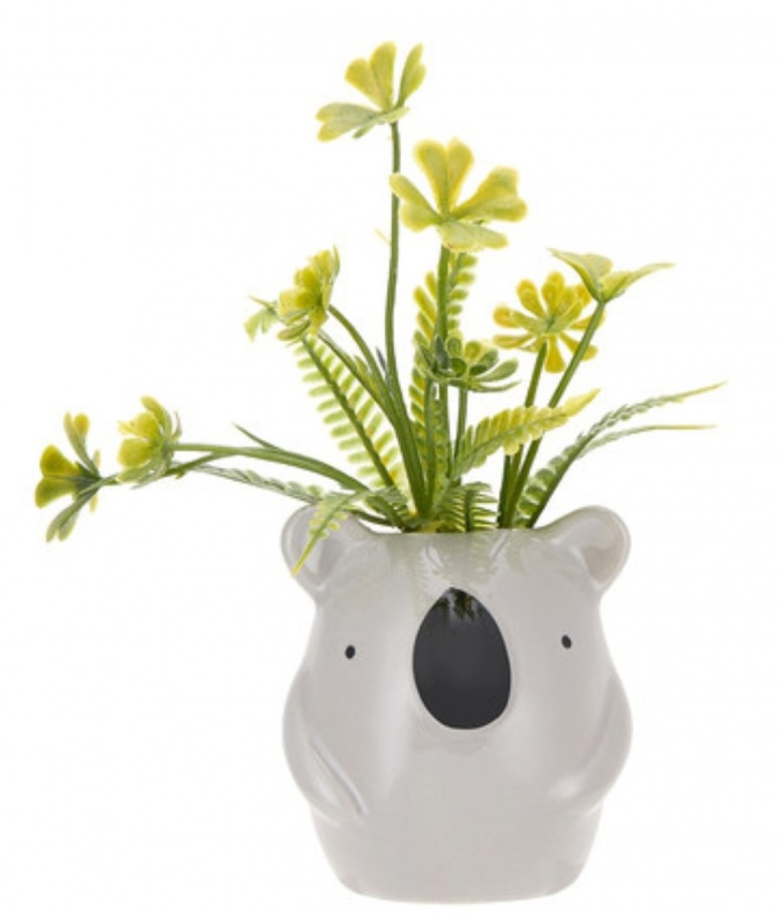 Koala plant