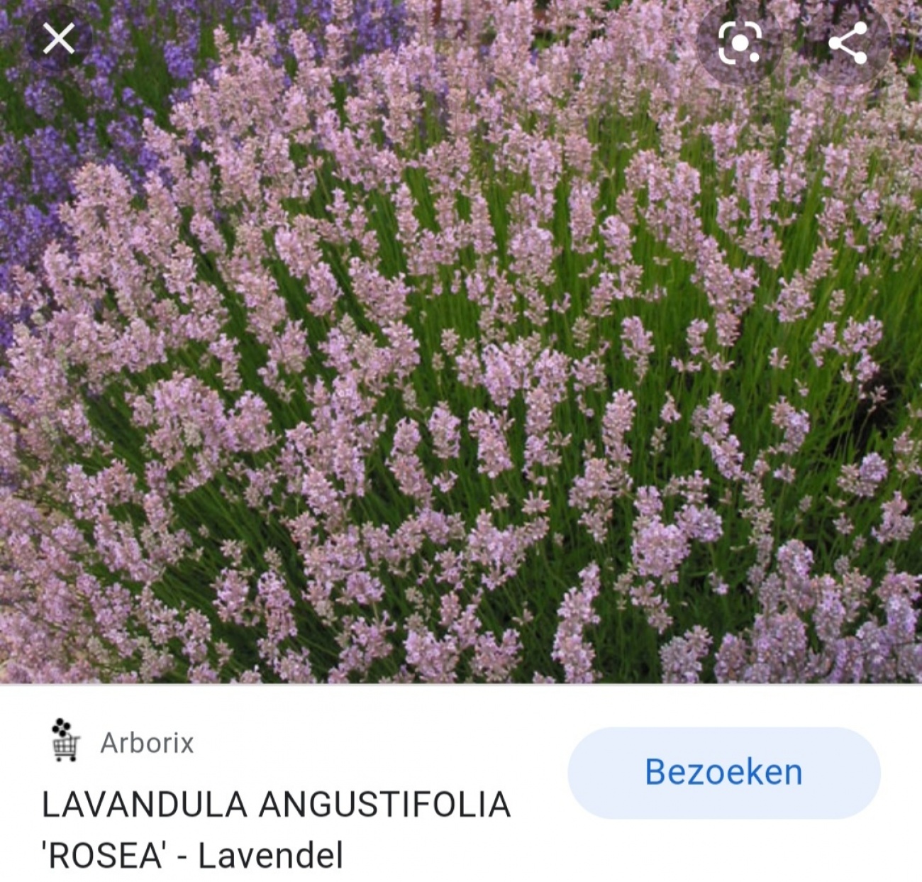 Lavendel