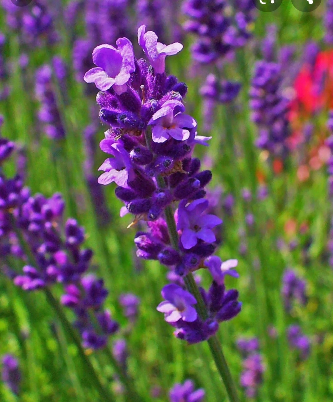 Lavendel