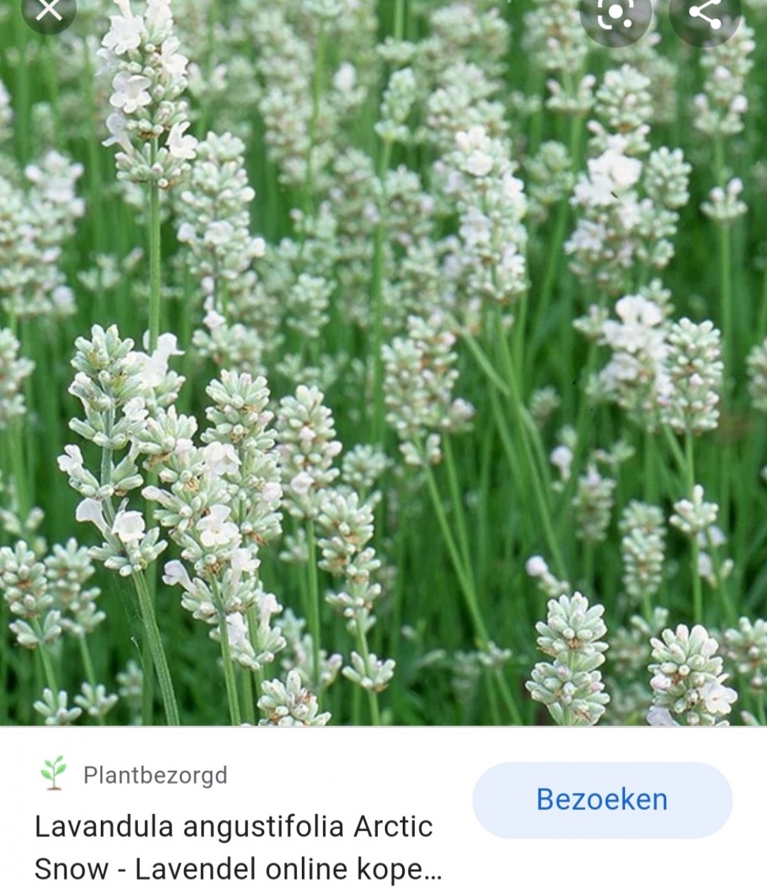 Lavendel