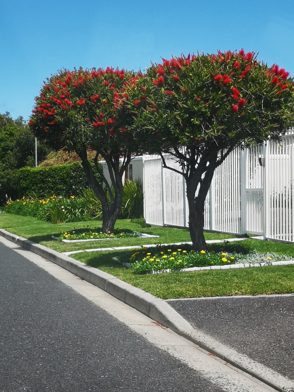 Lawn brush trees, white square tiles