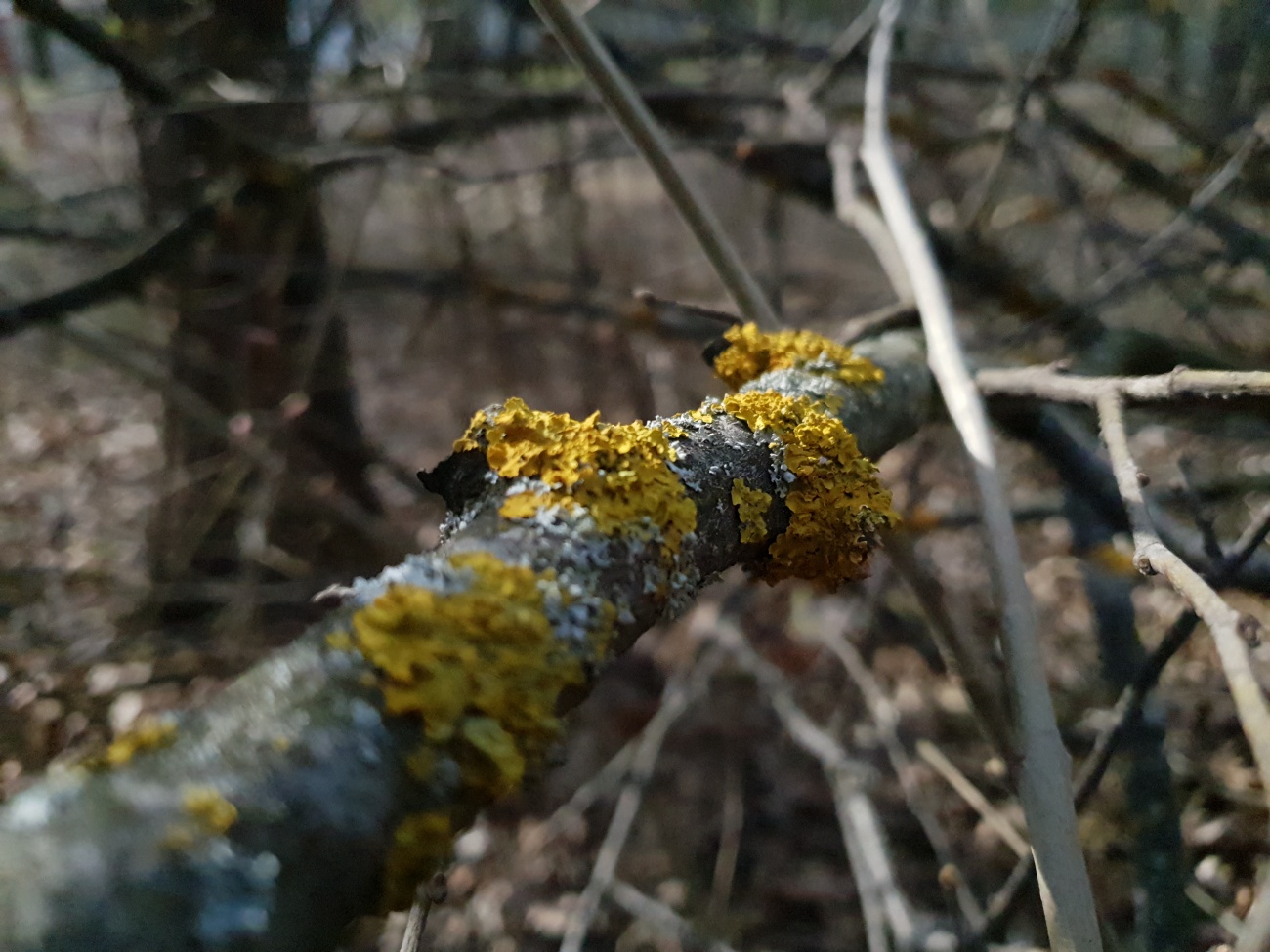 Nature 