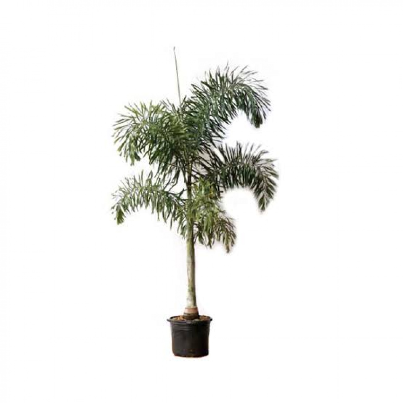 Palmeira 