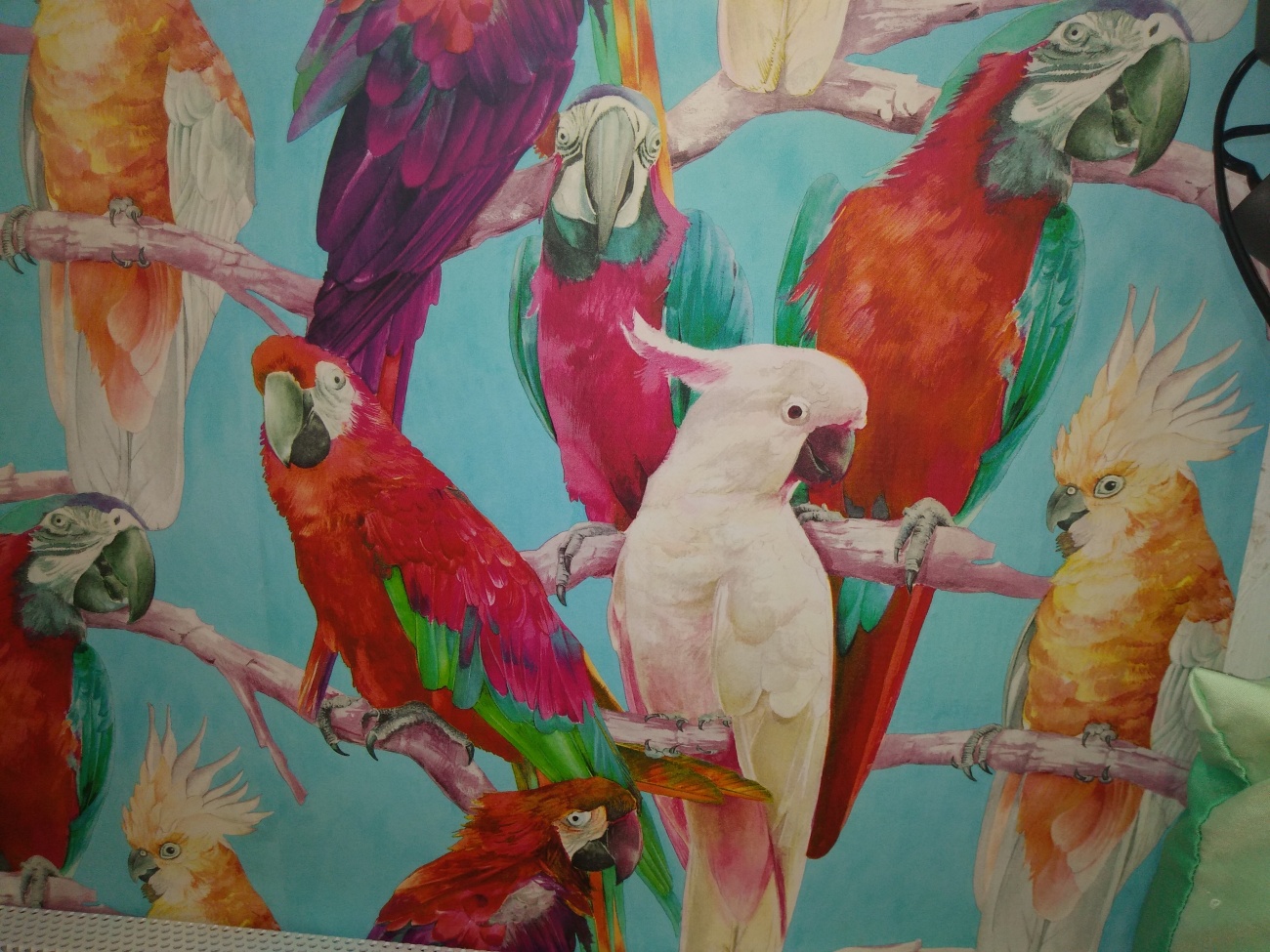 Parrots