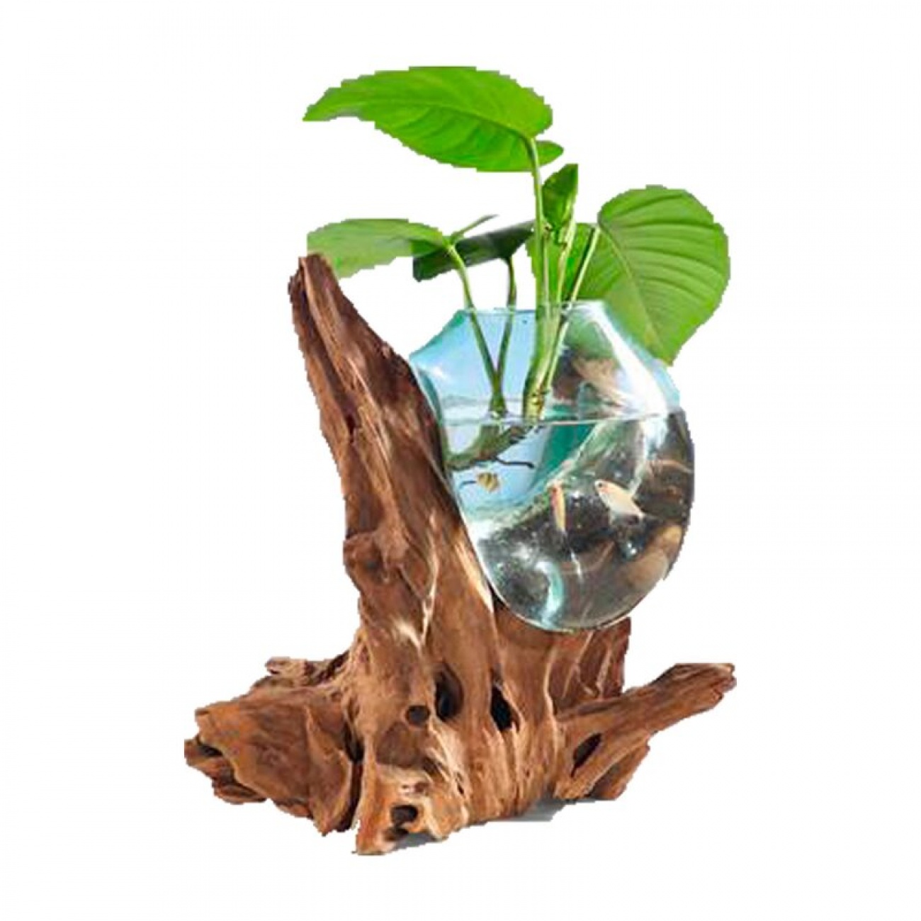Plant