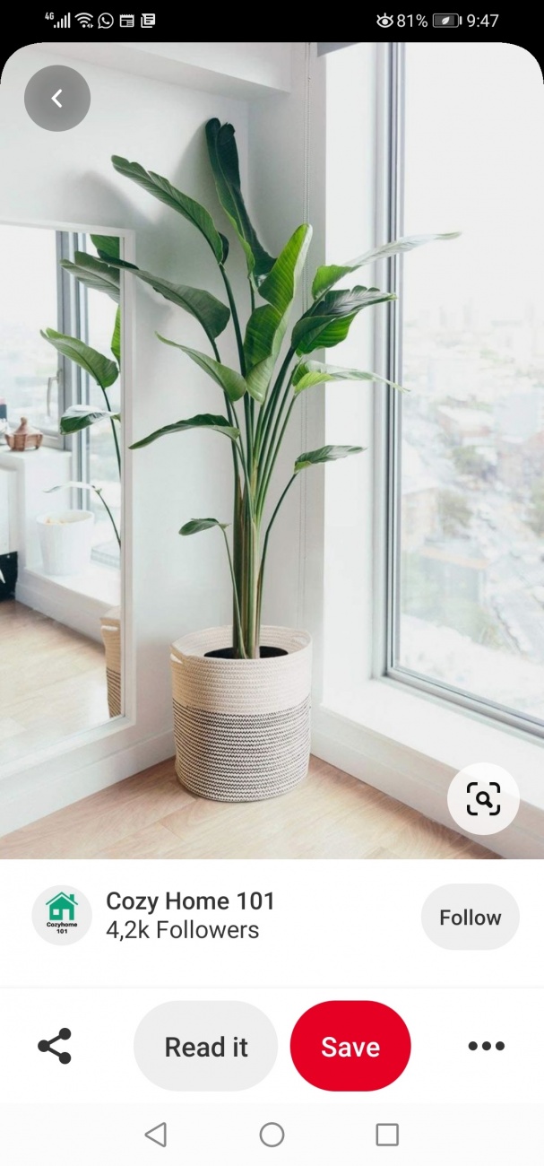 Plant 