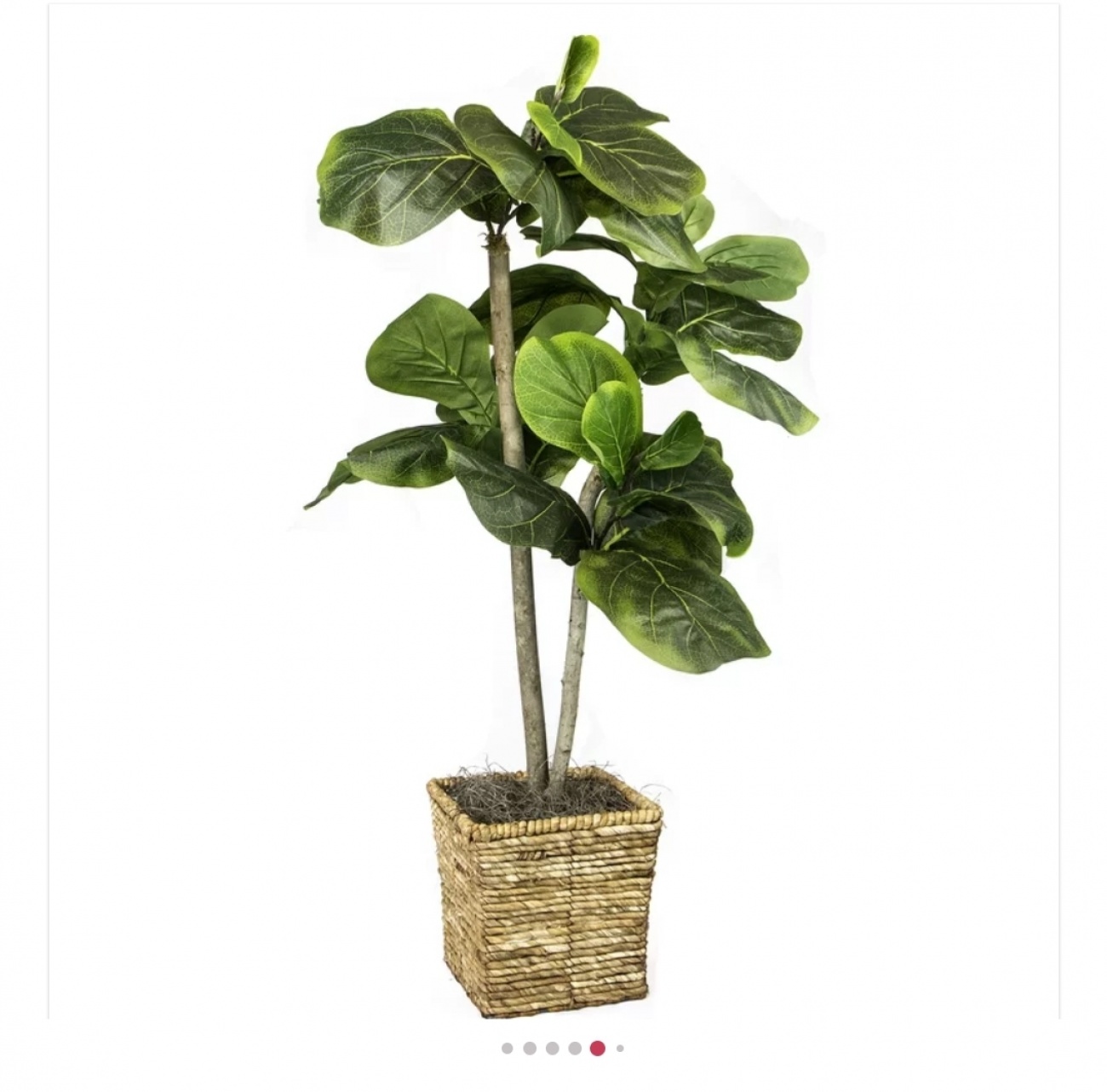 Plant