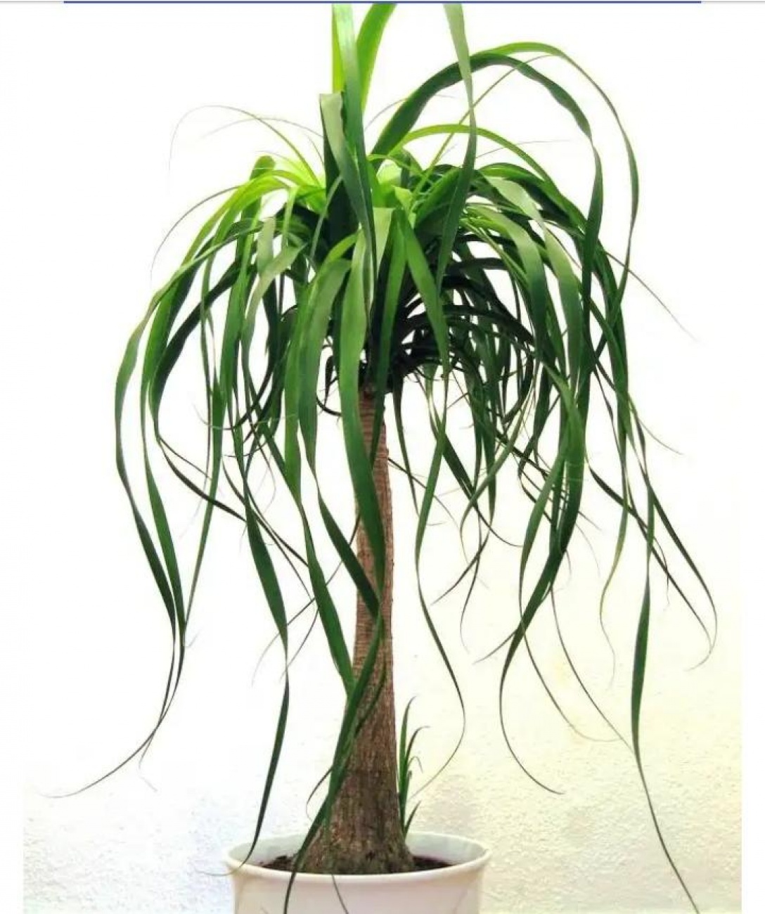 Planta pata de elefante