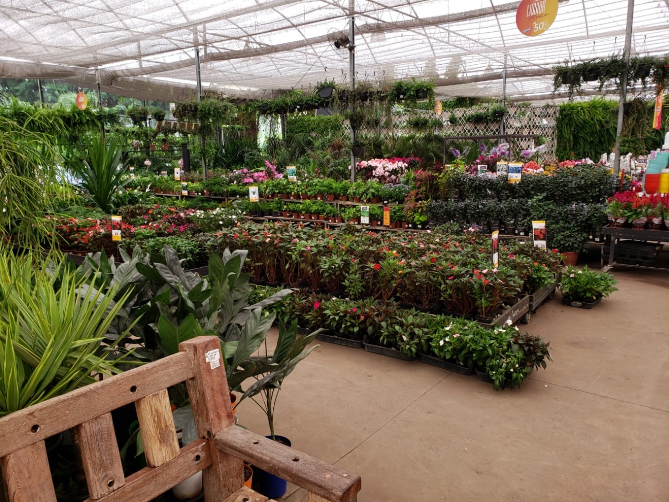 Plantas 