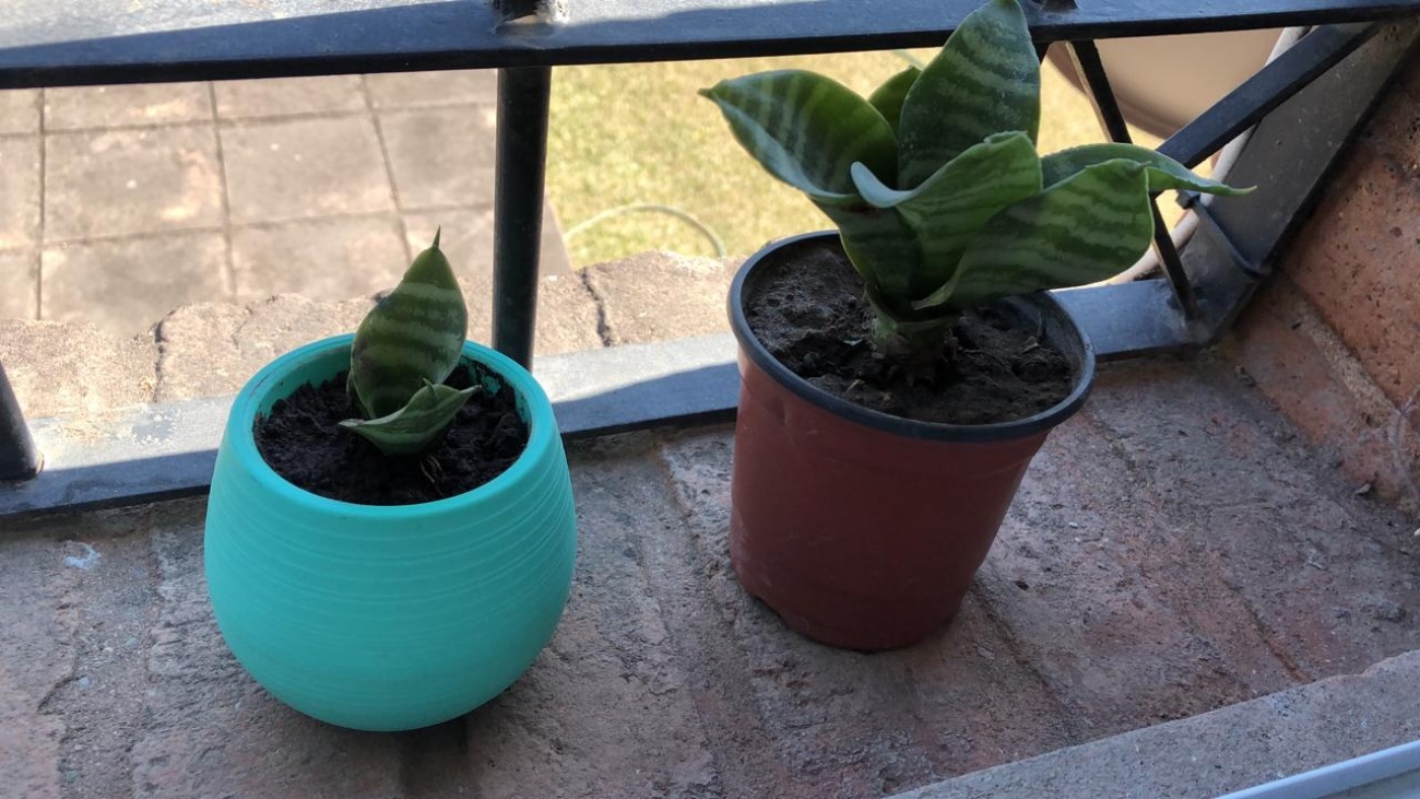 Plantas