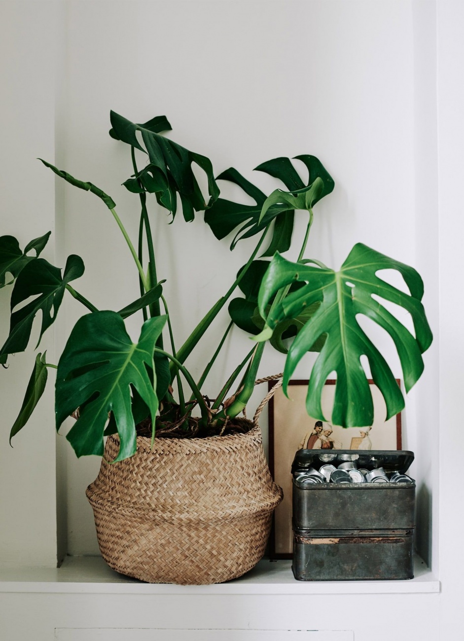 Plantas