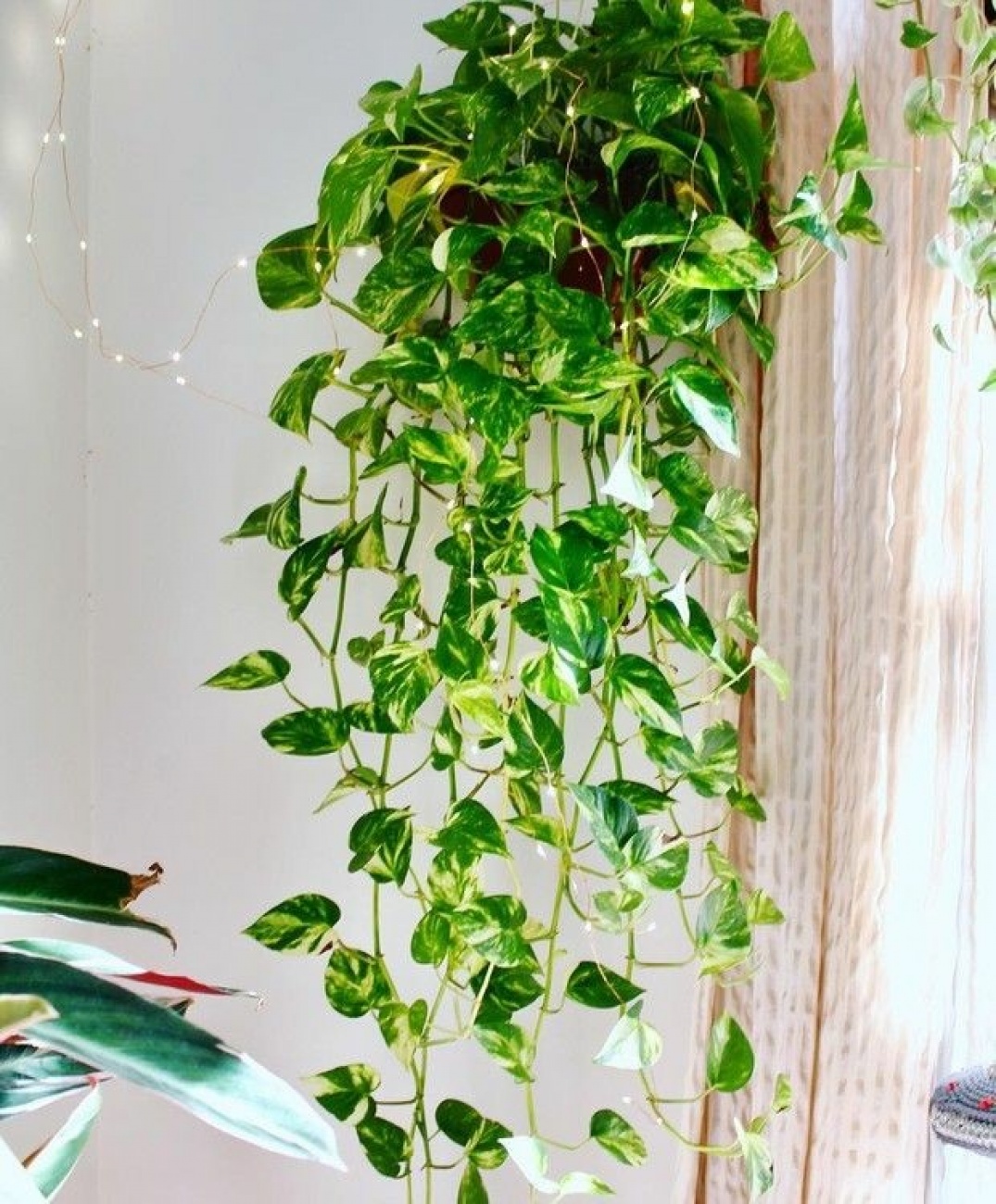 Plantas jiboia 