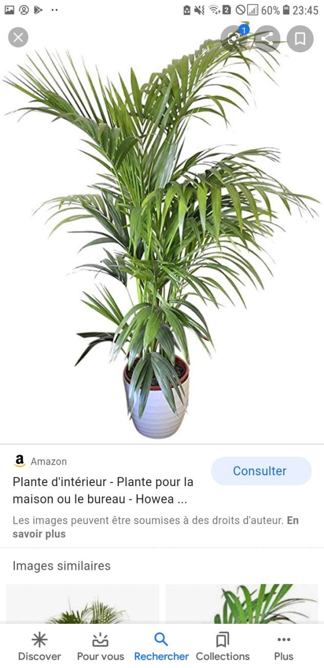 Plante