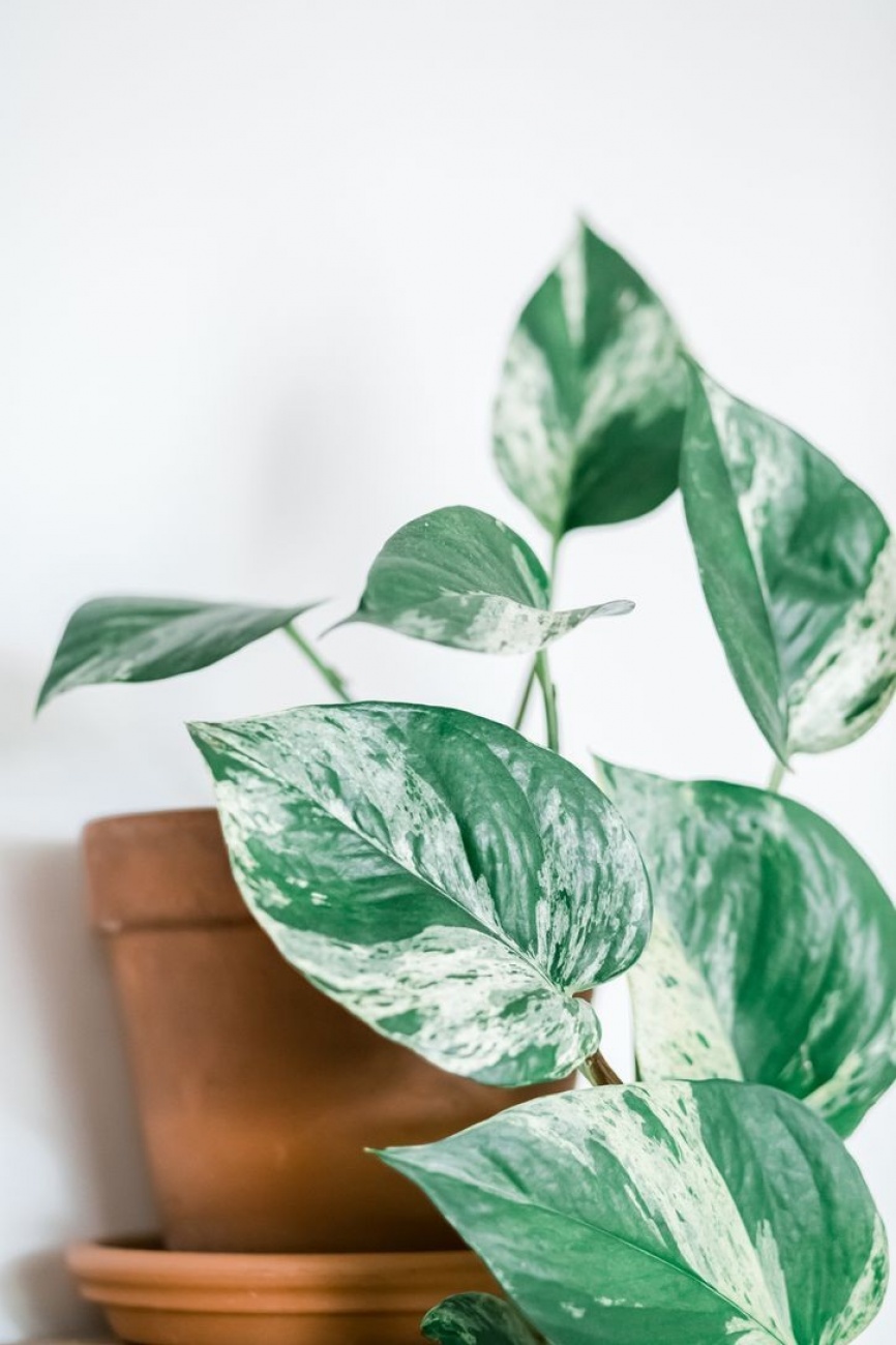 Plante tombante 
