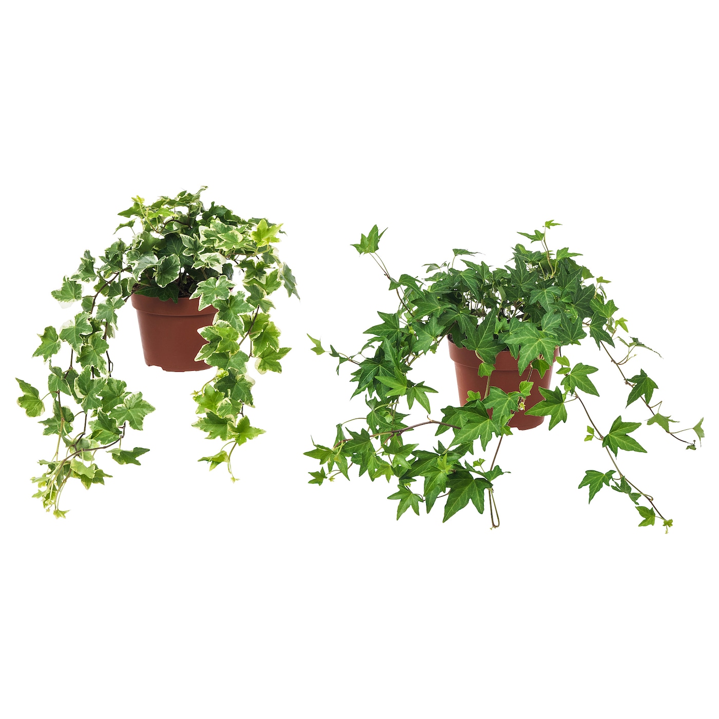 plants1