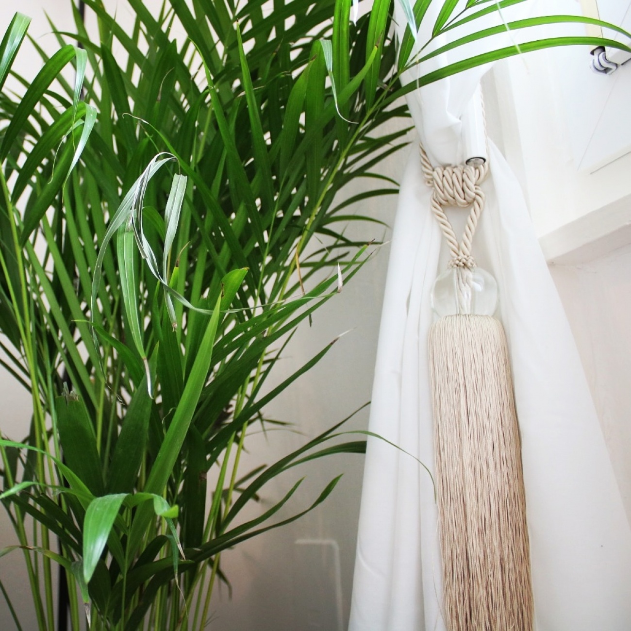 Plants