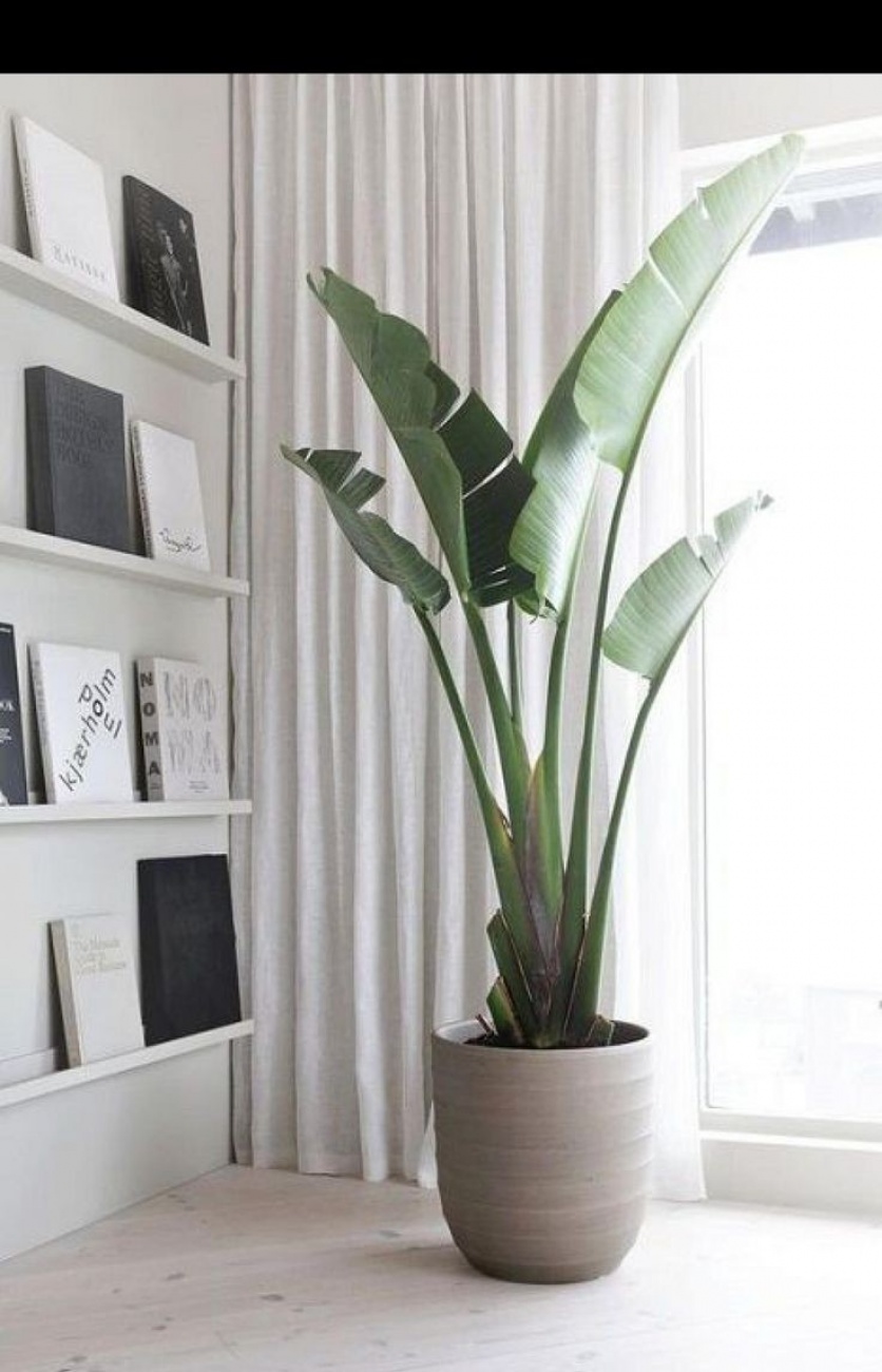 Plants