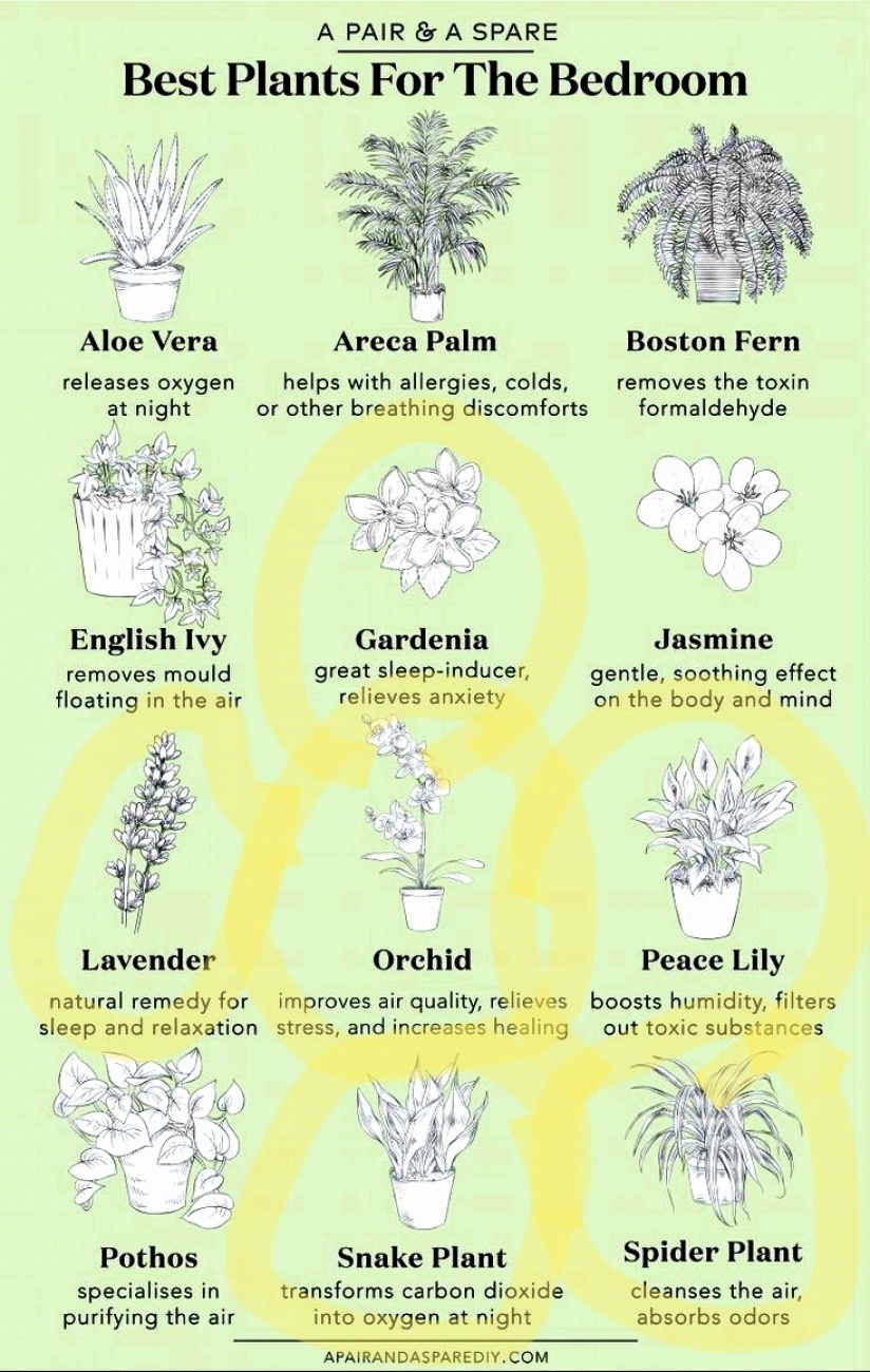 Plants for bedrooms