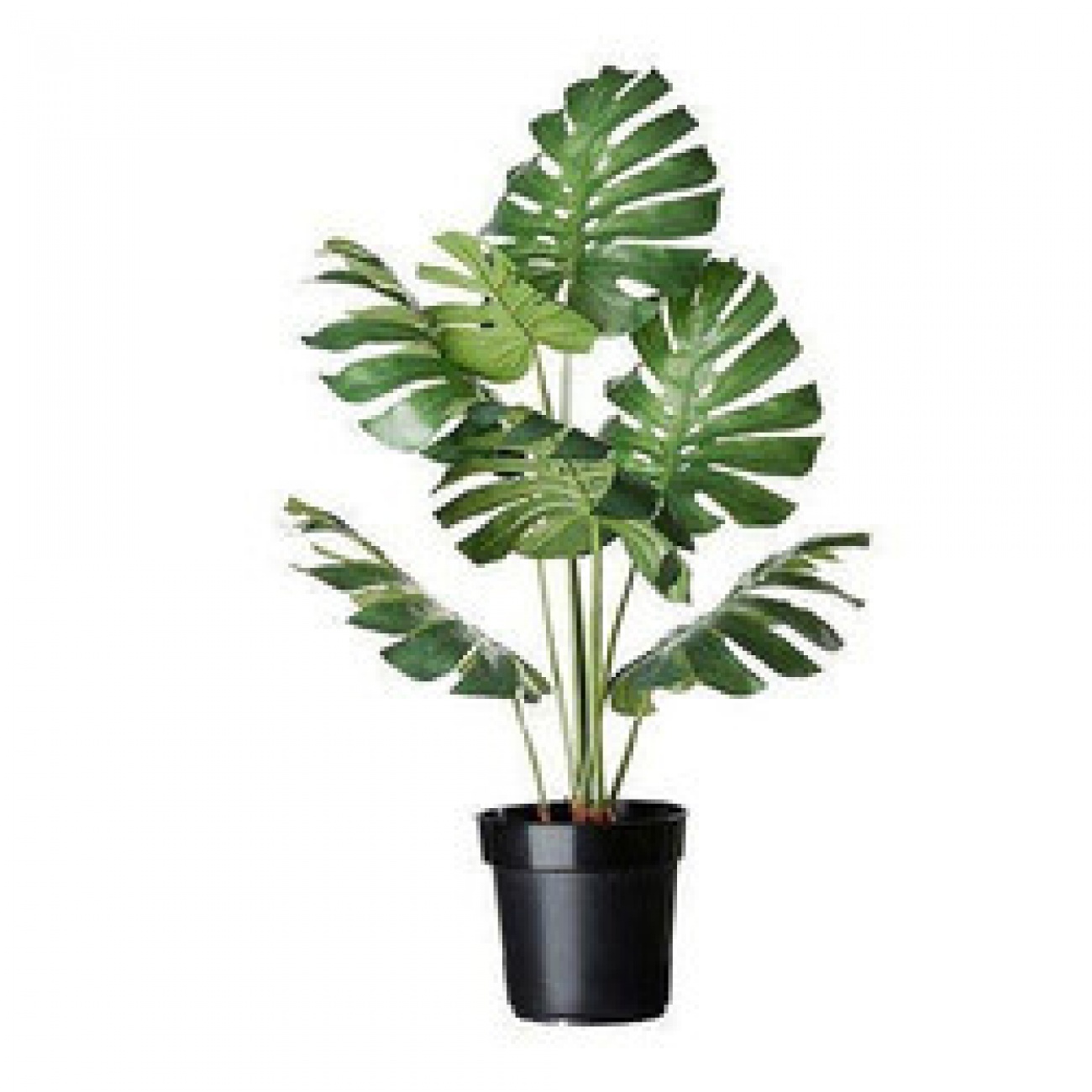 POTTED PLANTS