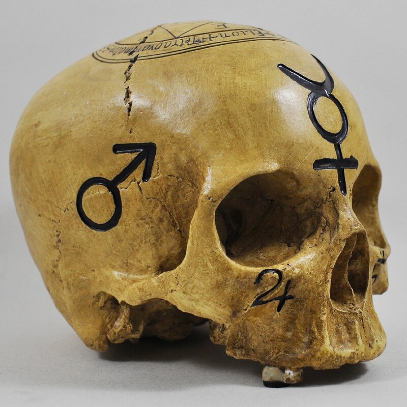 Skull 