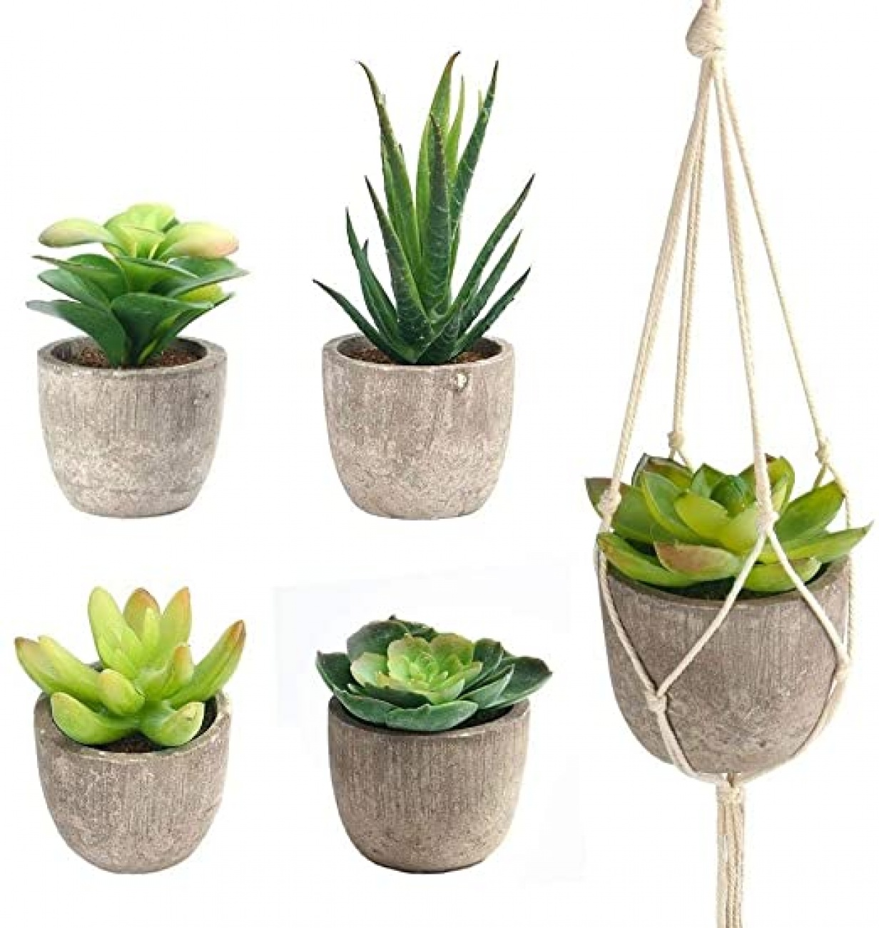 Succulents