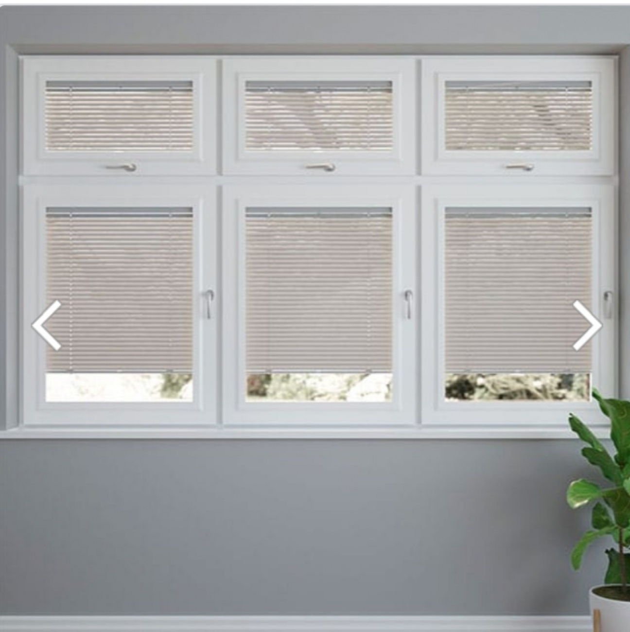 White blinds